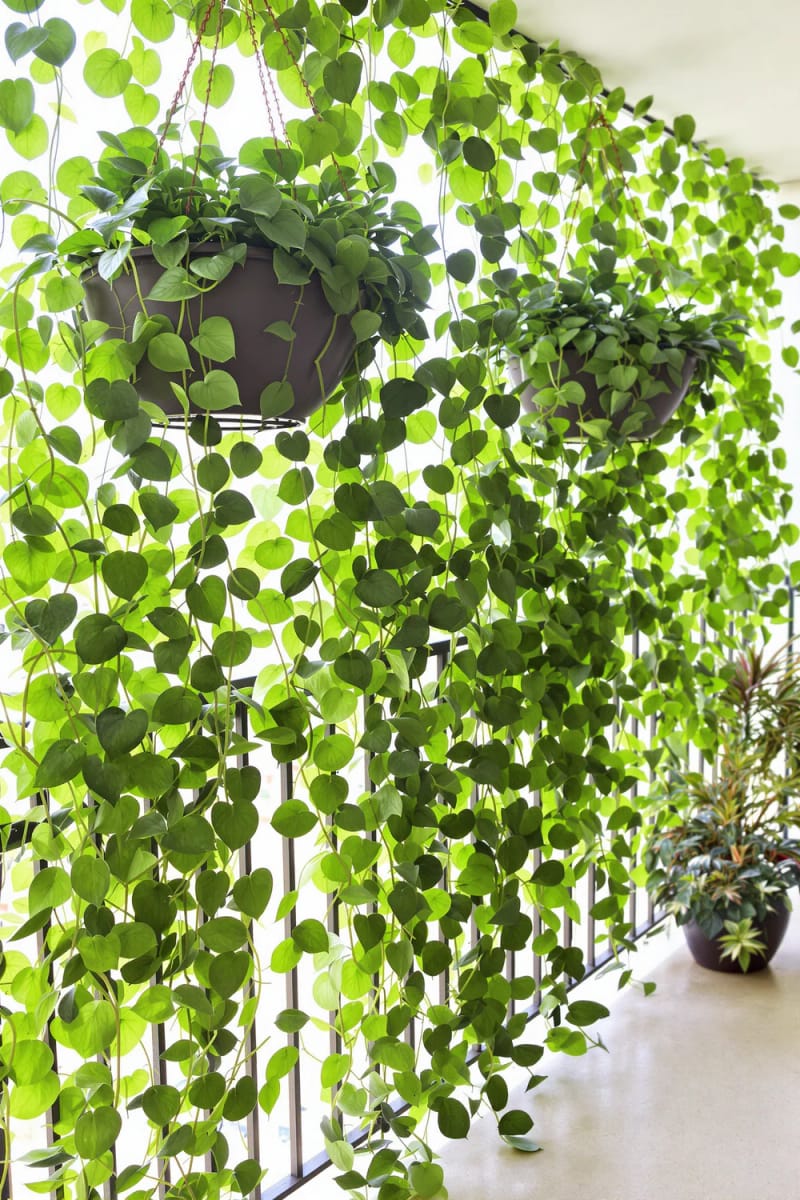 15 unique balcony with hanging plants for urban rooms 36 Privacy screen of cascading pothos and pearl string 1